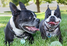 Simon has the best pet insurance for Boston Terriers.